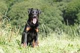 BEAUCERON 451